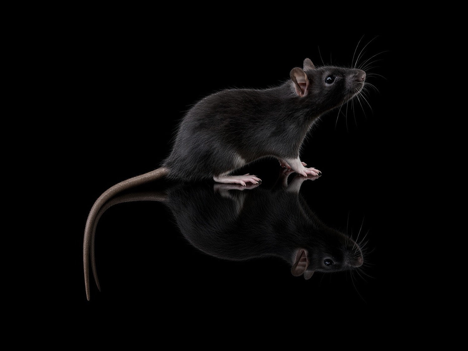Medium feeder rat on a black studio plate